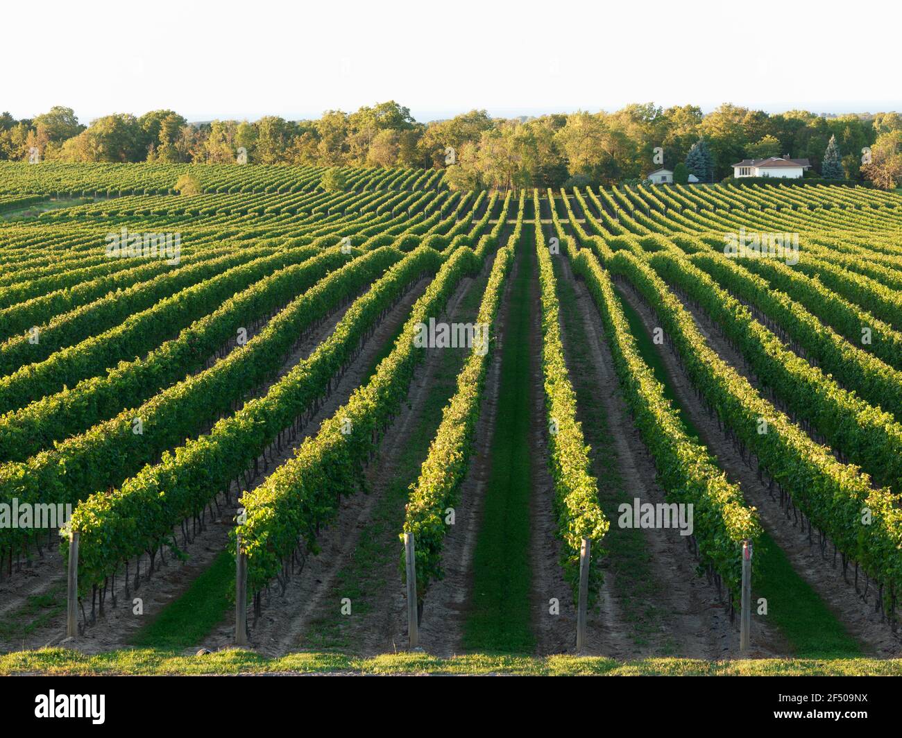 Canada, Ontario, Beamsville, filari di viti Foto Stock