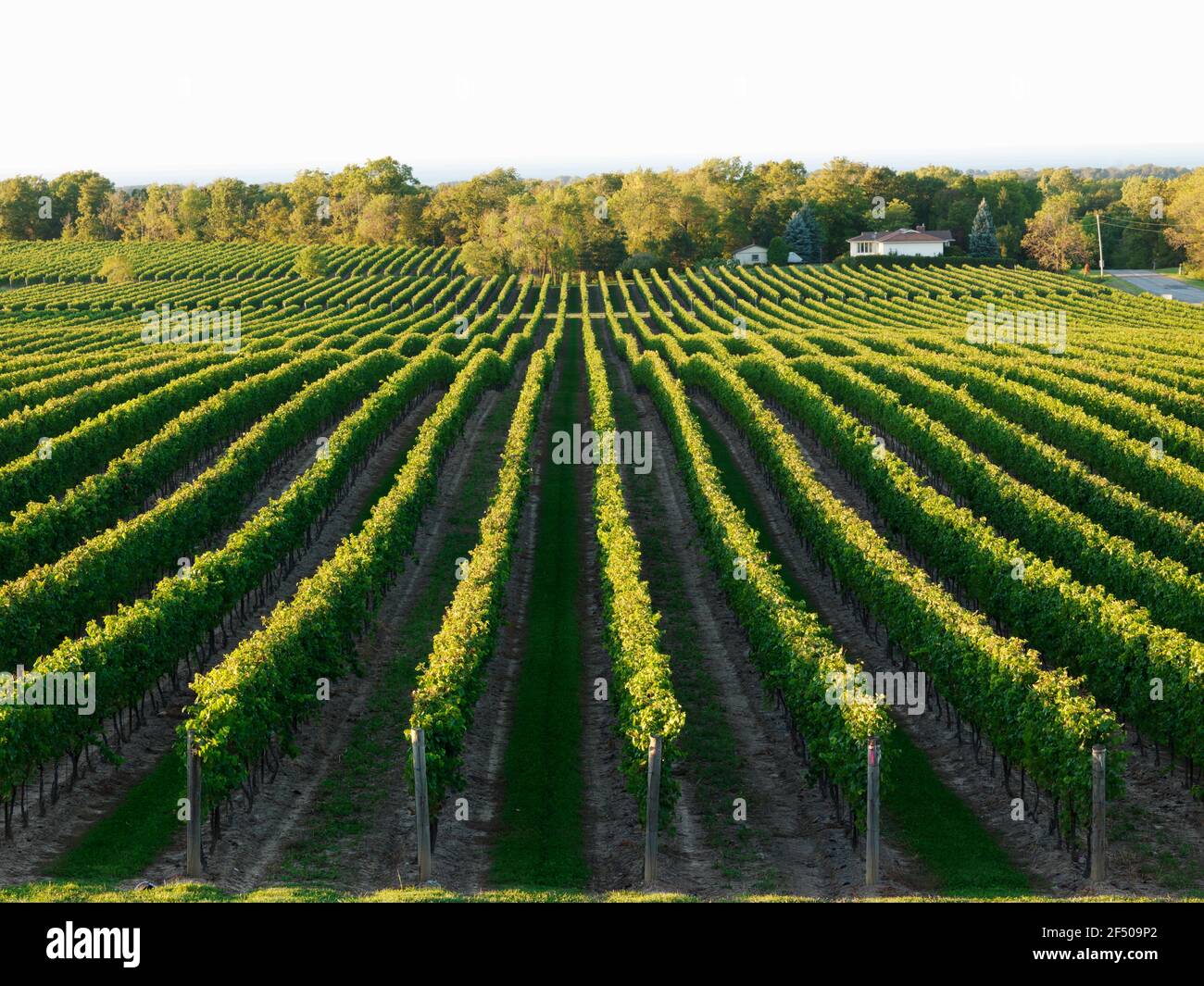 Canada, Ontario, Beamsville, filari di viti Foto Stock