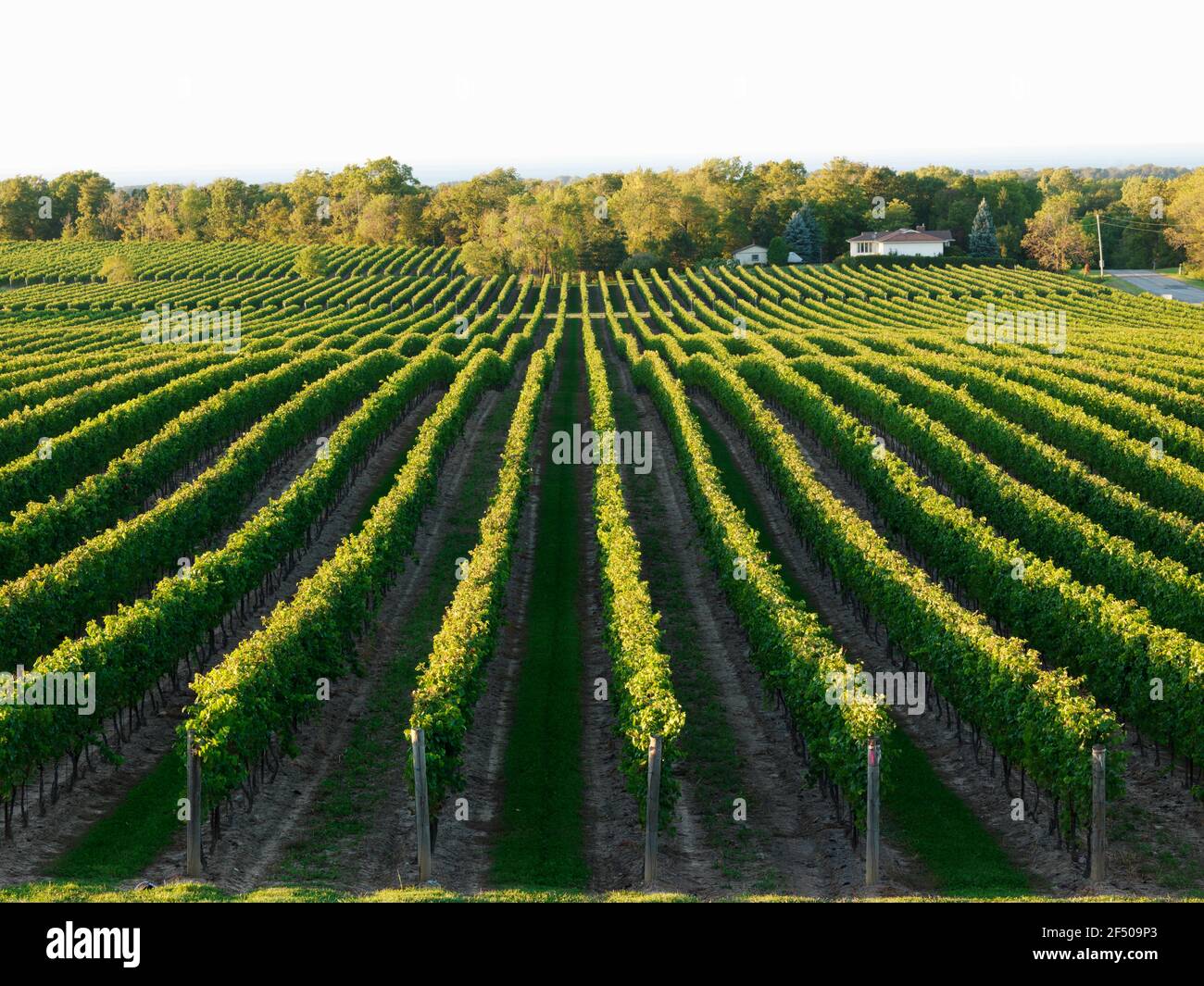 Canada, Ontario, Beamsville, filari di viti Foto Stock