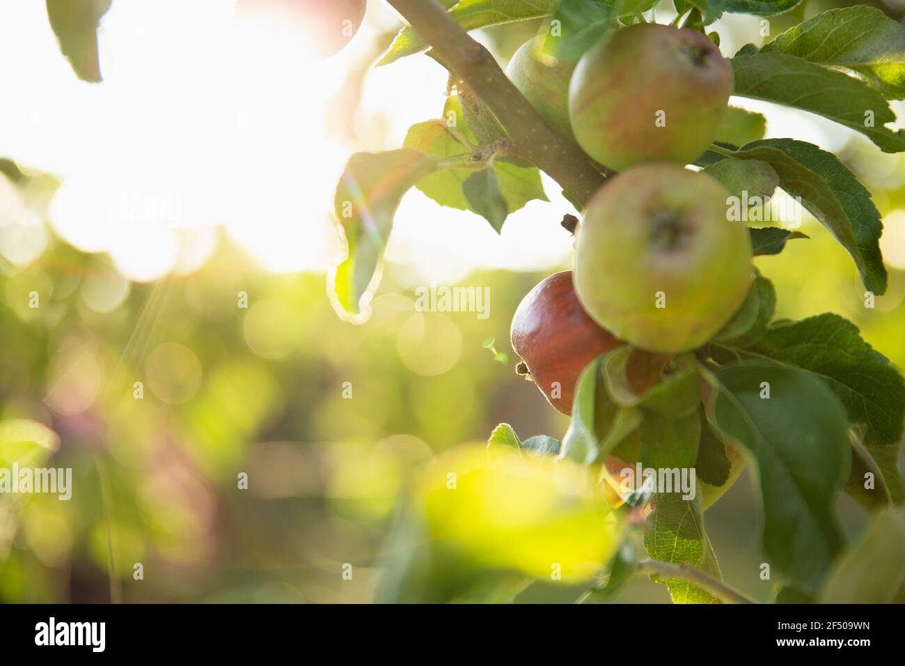 Primo piano mele che crescono sul ramo in frutteto soleggiato Foto Stock