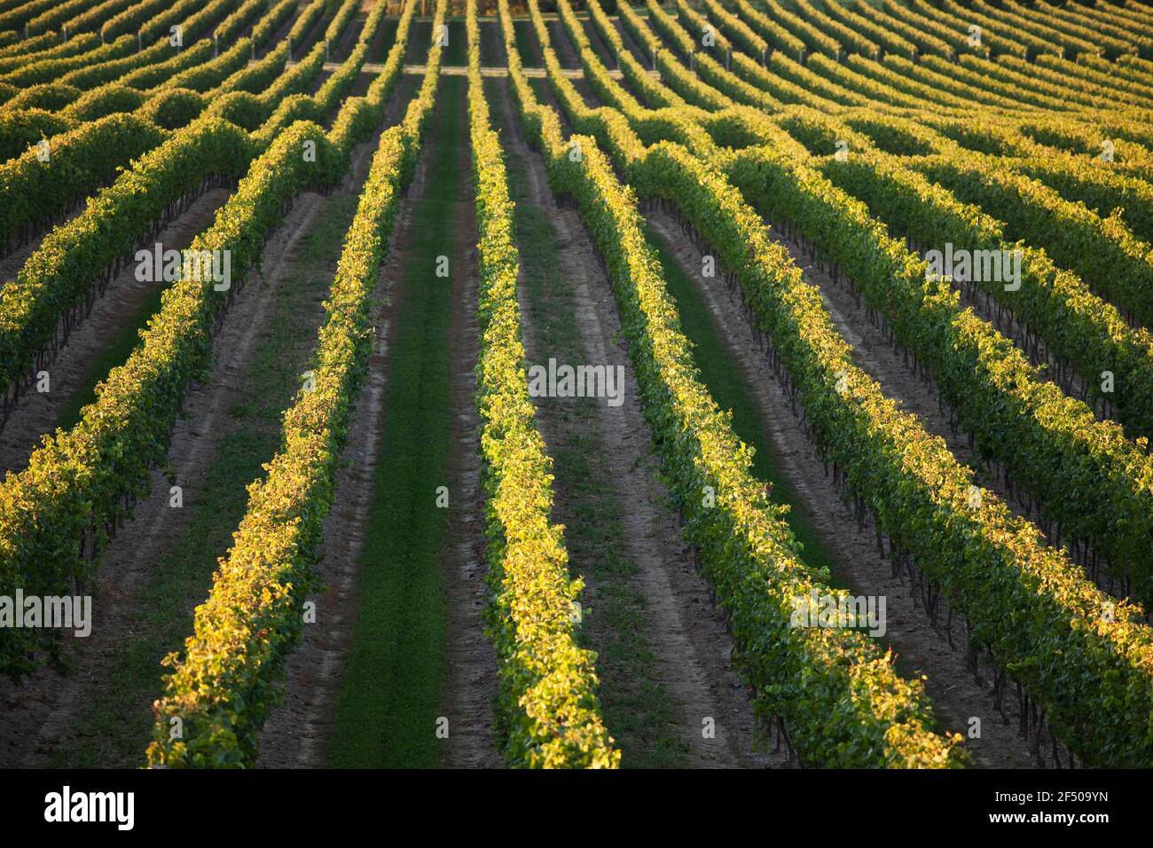 Canada, Ontario, Beamsville, filari di viti Foto Stock