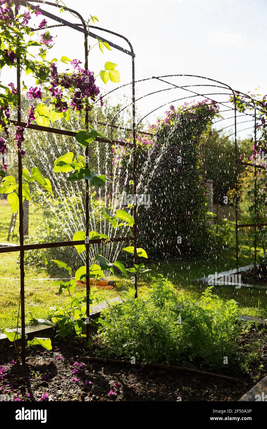 Annaffiatoio piante e fiori nel soleggiato giardino estivo Foto Stock