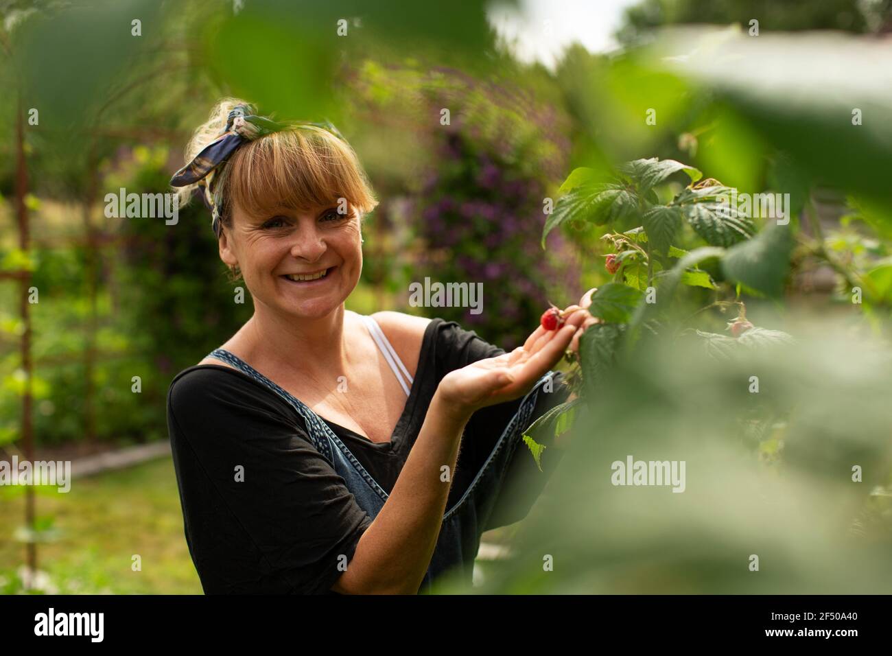 Ritratto sorridente donna che raccoglie lamponi in un giardino estivo soleggiato Foto Stock