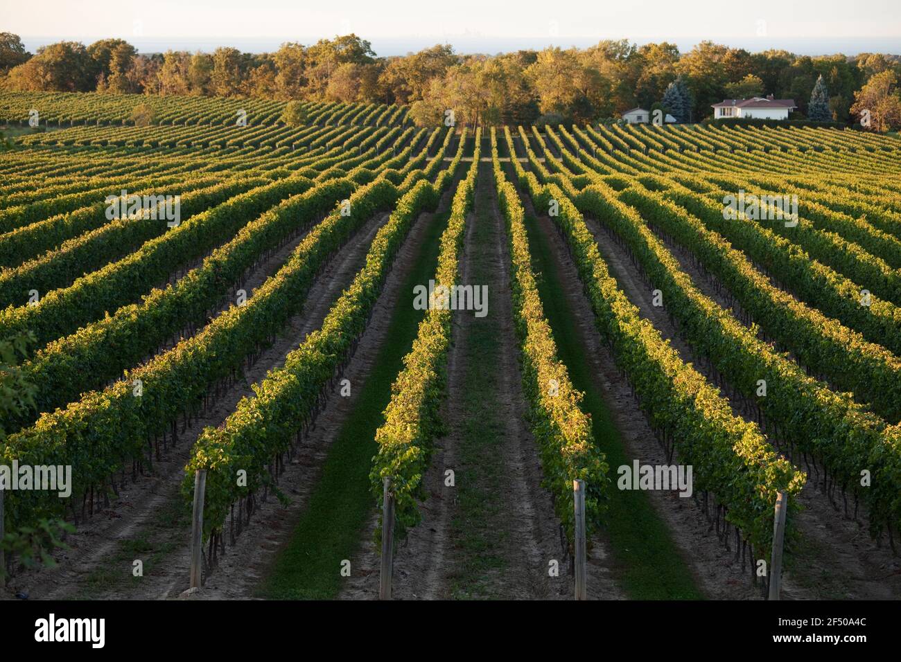 Canada, Ontario, Beamsville, filari di viti Foto Stock