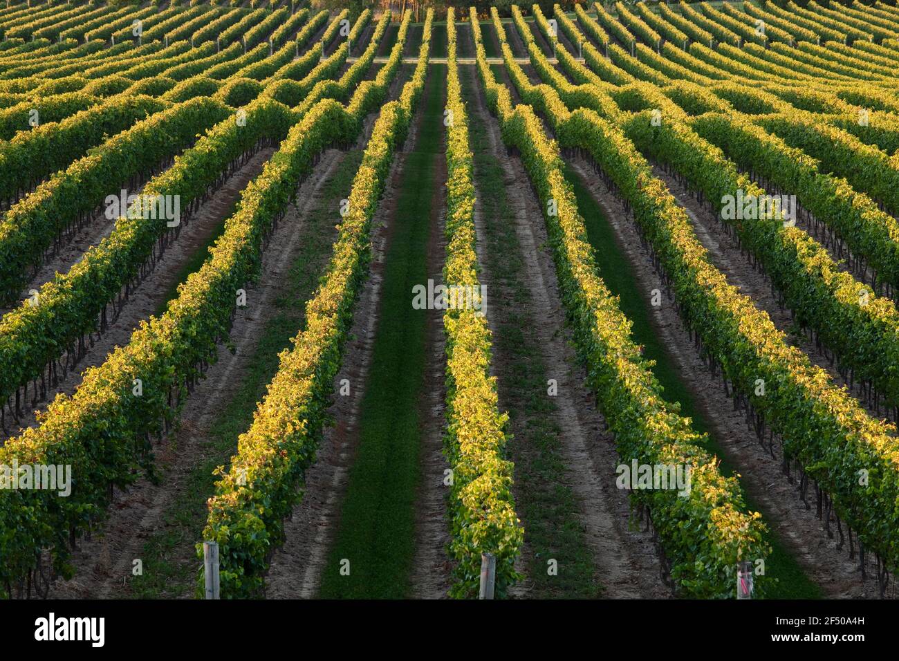 Canada, Ontario, Beamsville, filari di viti Foto Stock