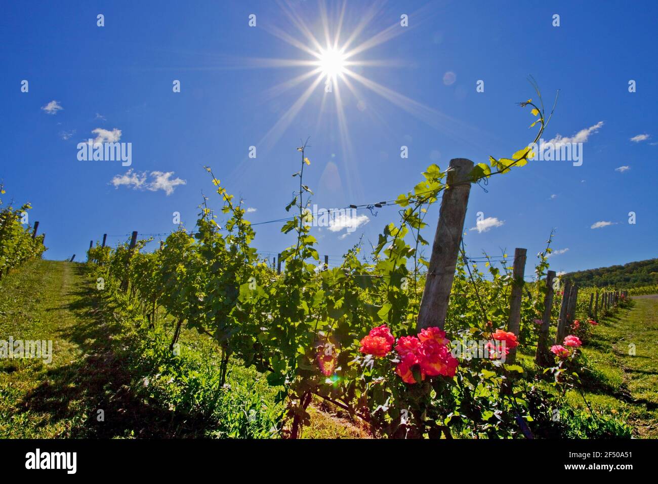 Canada, Ontario, Beamsville, vigneti di uva con rose piantate a file di testa Foto Stock