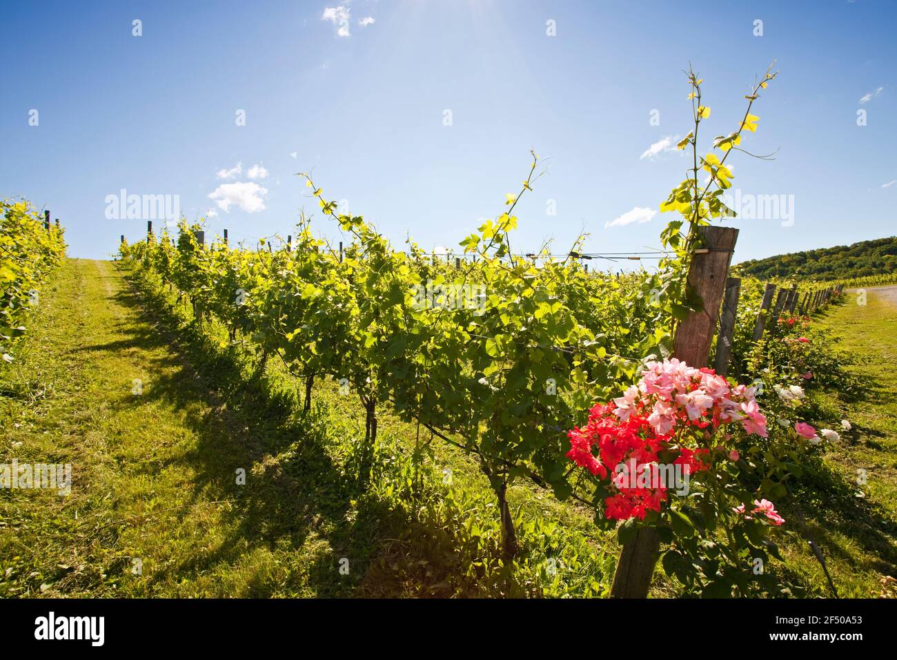 Canada, Ontario, Beamsville, vigneti di uva con rose piantate a file di testa Foto Stock