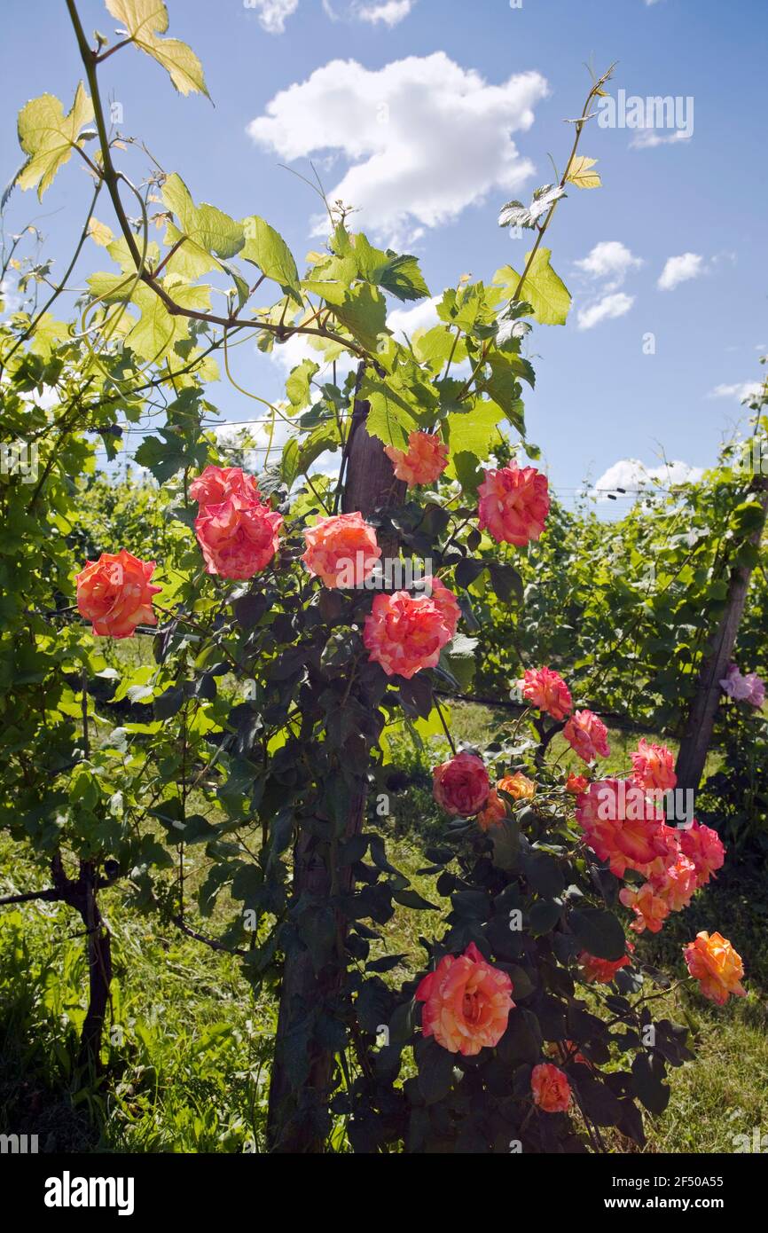 Canada, Ontario, Beamsville, vigneti di uva con rose piantate a file di testa Foto Stock
