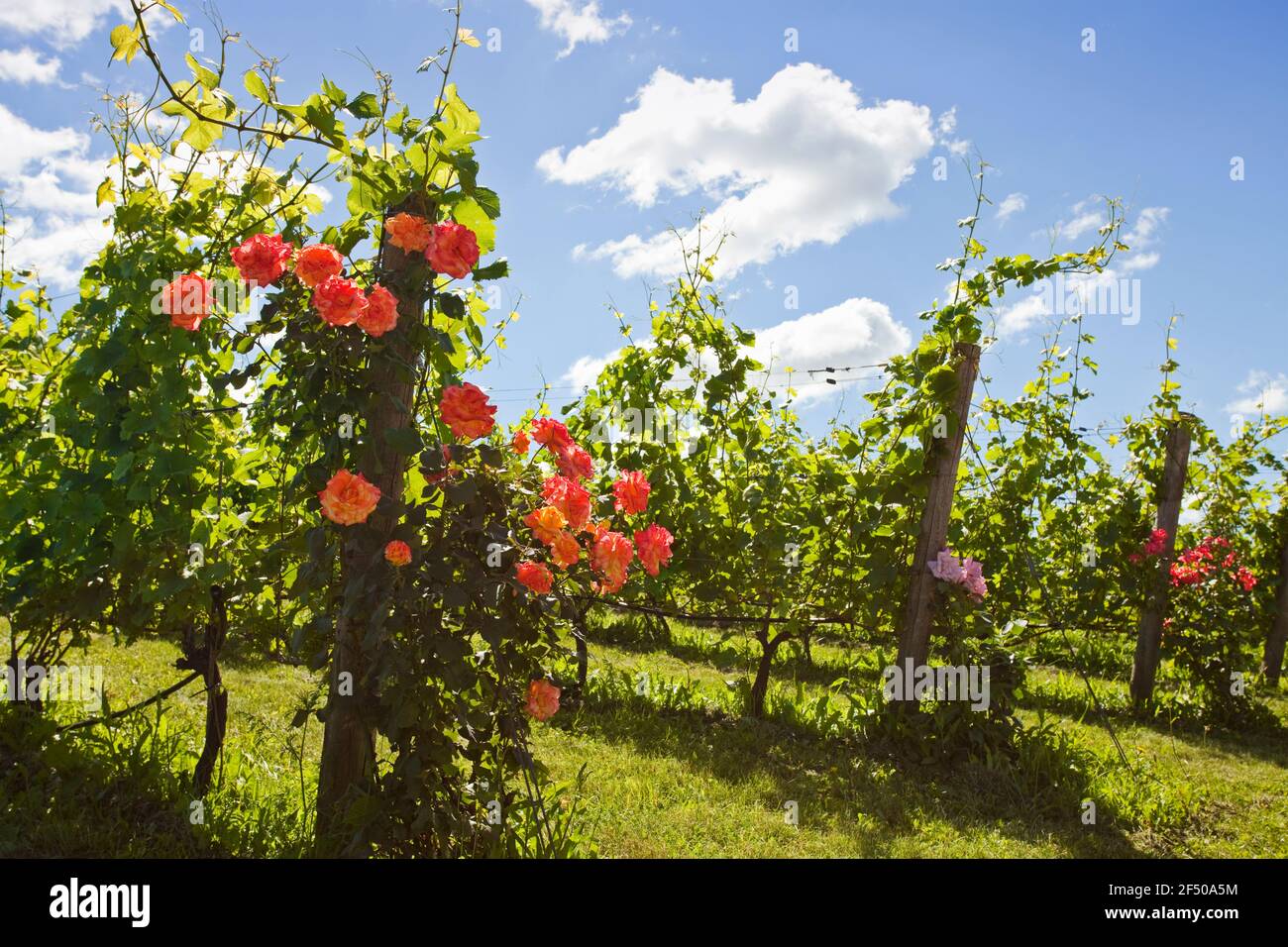 Canada, Ontario, Beamsville, vigneti di uva con rose piantate a file di testa Foto Stock