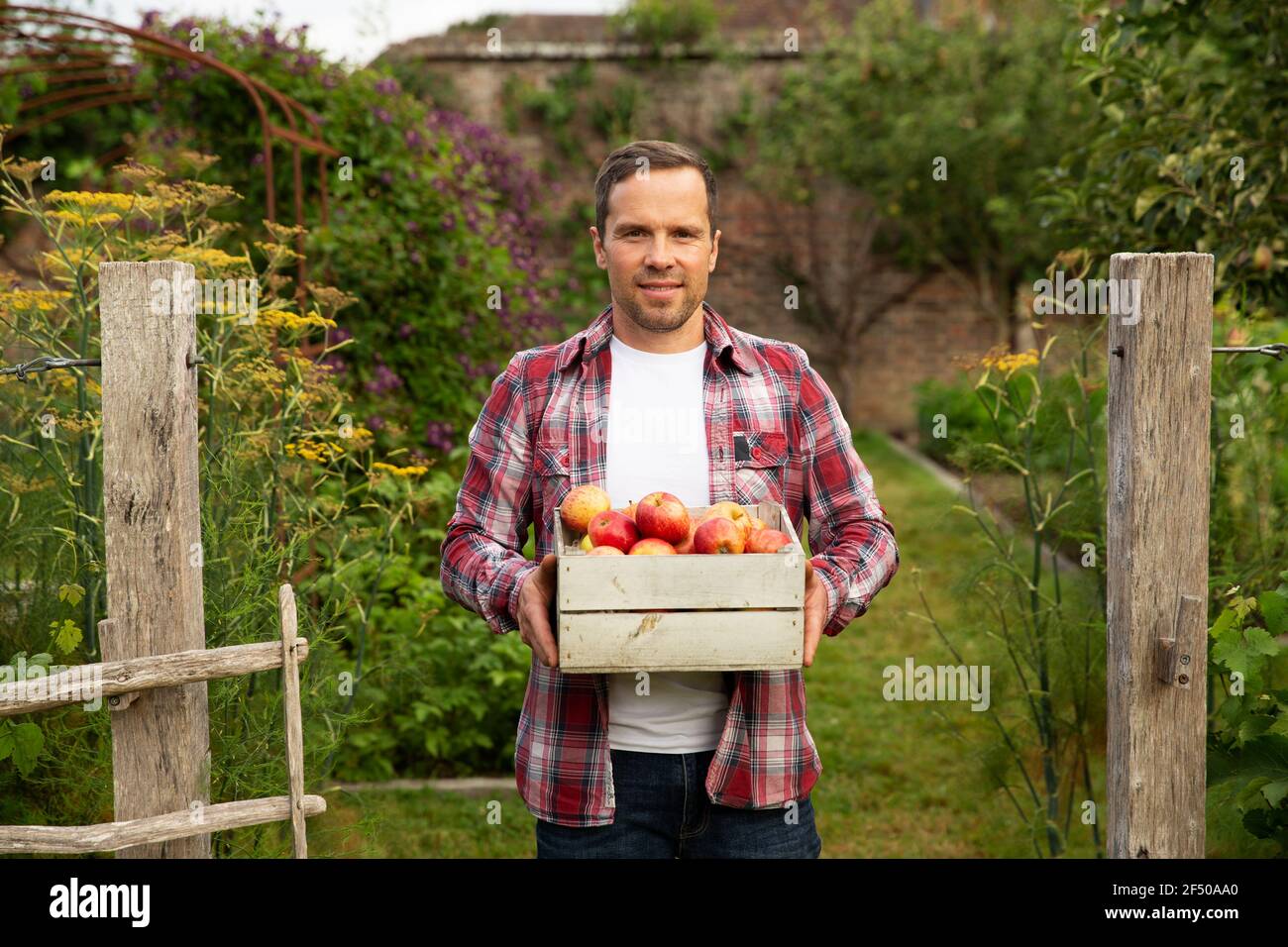 Ritratto uomo orgoglioso con cassa di mele raccolte in giardino Foto Stock
