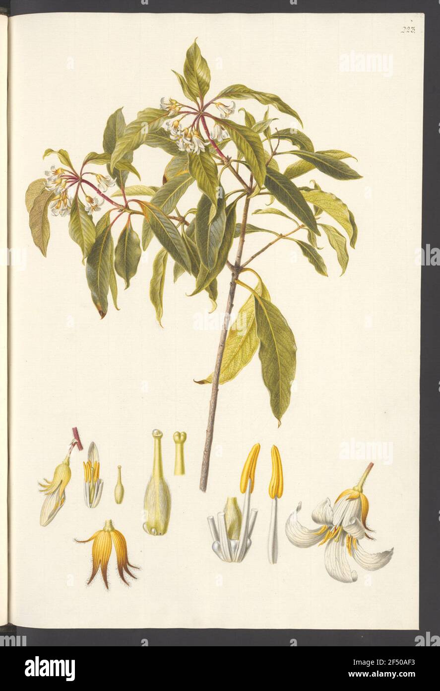 Pittosporum umbellatum, Blatt 223 Foto Stock