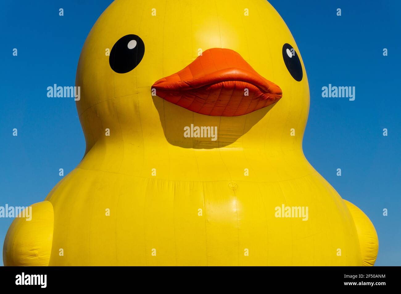 Giant Rubber Duck per celebrare il 150° anniversario del Canada, Toronto, Canada - 30 giugno 2017 Foto Stock