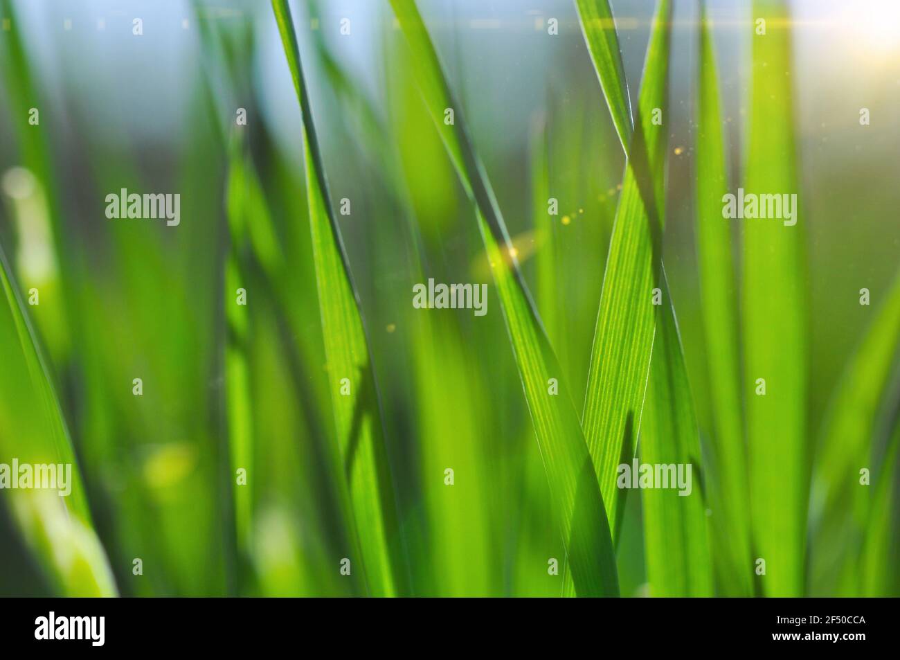 Erba verde primo piano. Macro. Erba nei raggi solari. Messa a fuoco morbida. Astratto natura sfondo. Foto Stock