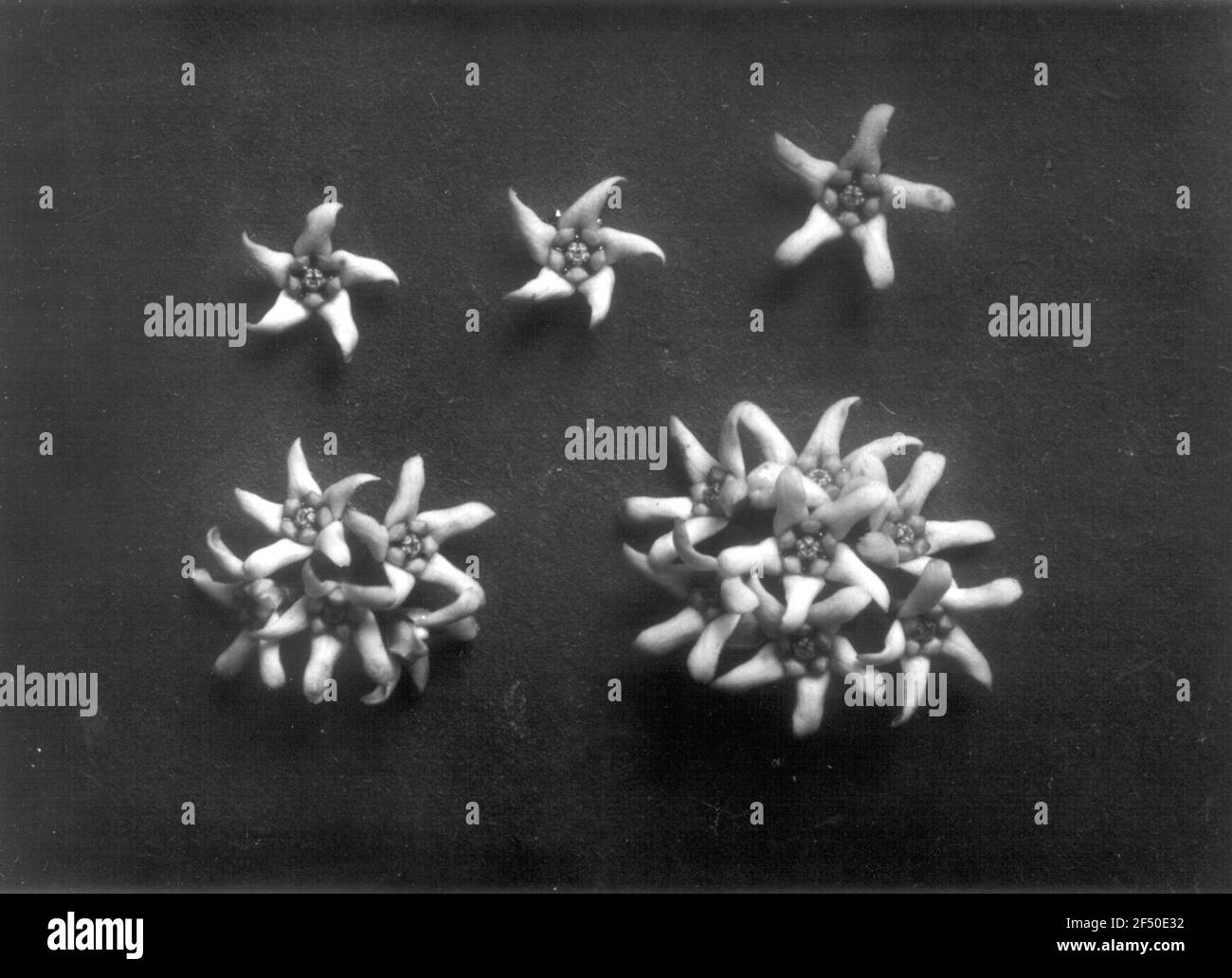 Vena bianca di deglutire (Vincetossic Hirundinaria), fiori Foto Stock