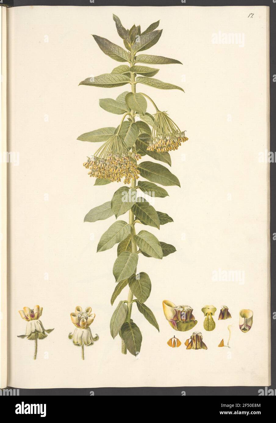 Asclepias arborescens, blatt 17 Foto Stock