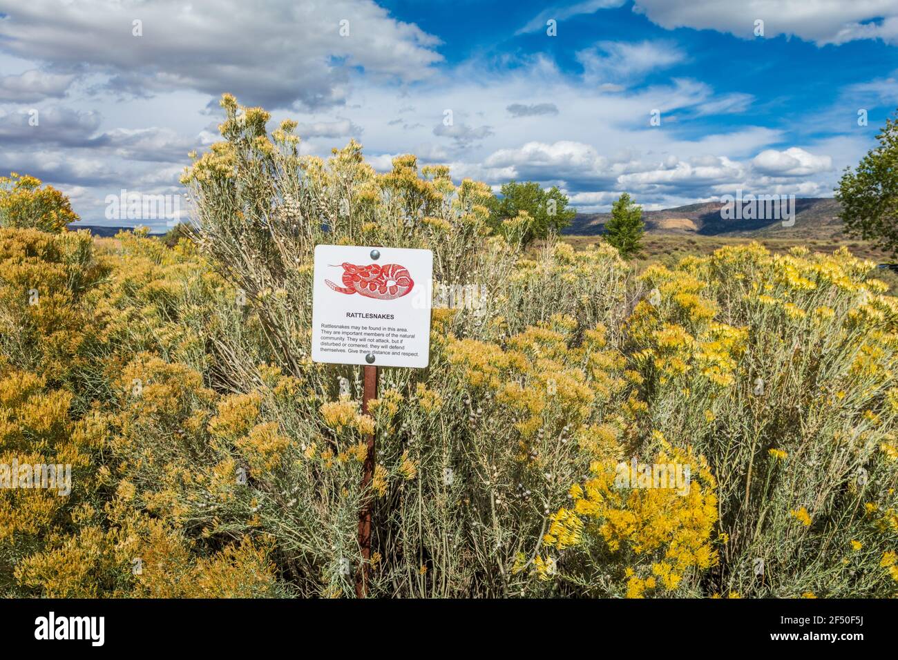 El Malpais National Monument, segnale di avvertimento serpente e chamisa, Cibola County, New Mexico, USA. Foto Stock