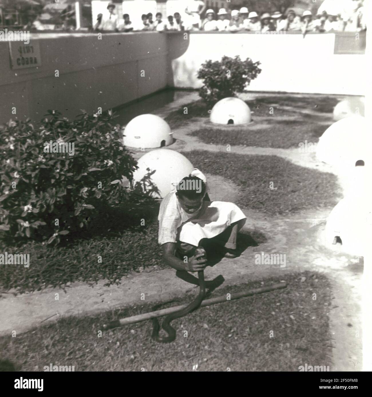 Spettacolo di serpenti all'Instituto Butantan (allevamento di ragni di uccelli e poising) Foto Stock