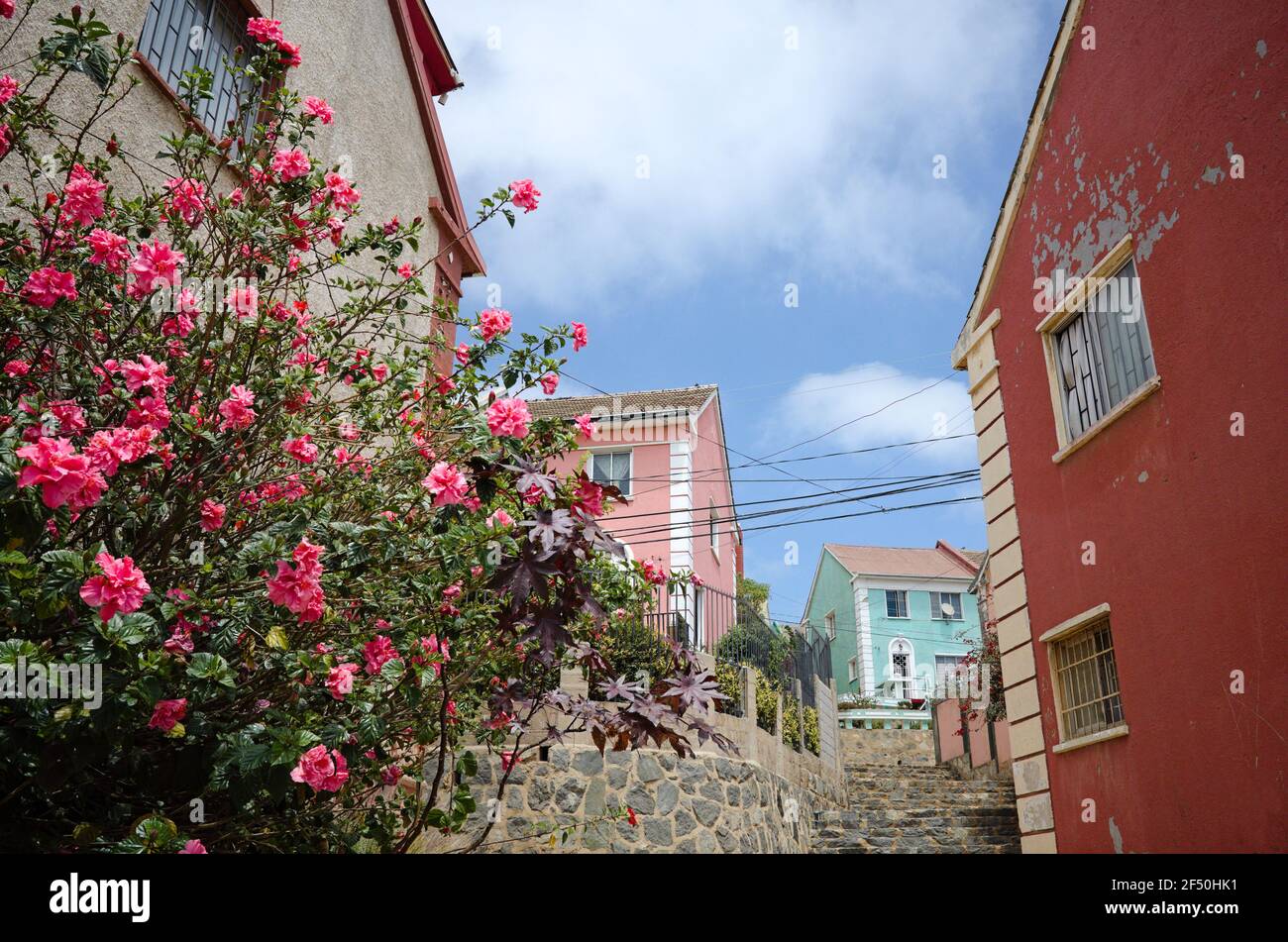 Accoglienti case private nel quartiere residenziale di Valparaiso. Giorno d'estate, piante fiorite in primo piano e vicolo calmo su una collina con immobili Foto Stock