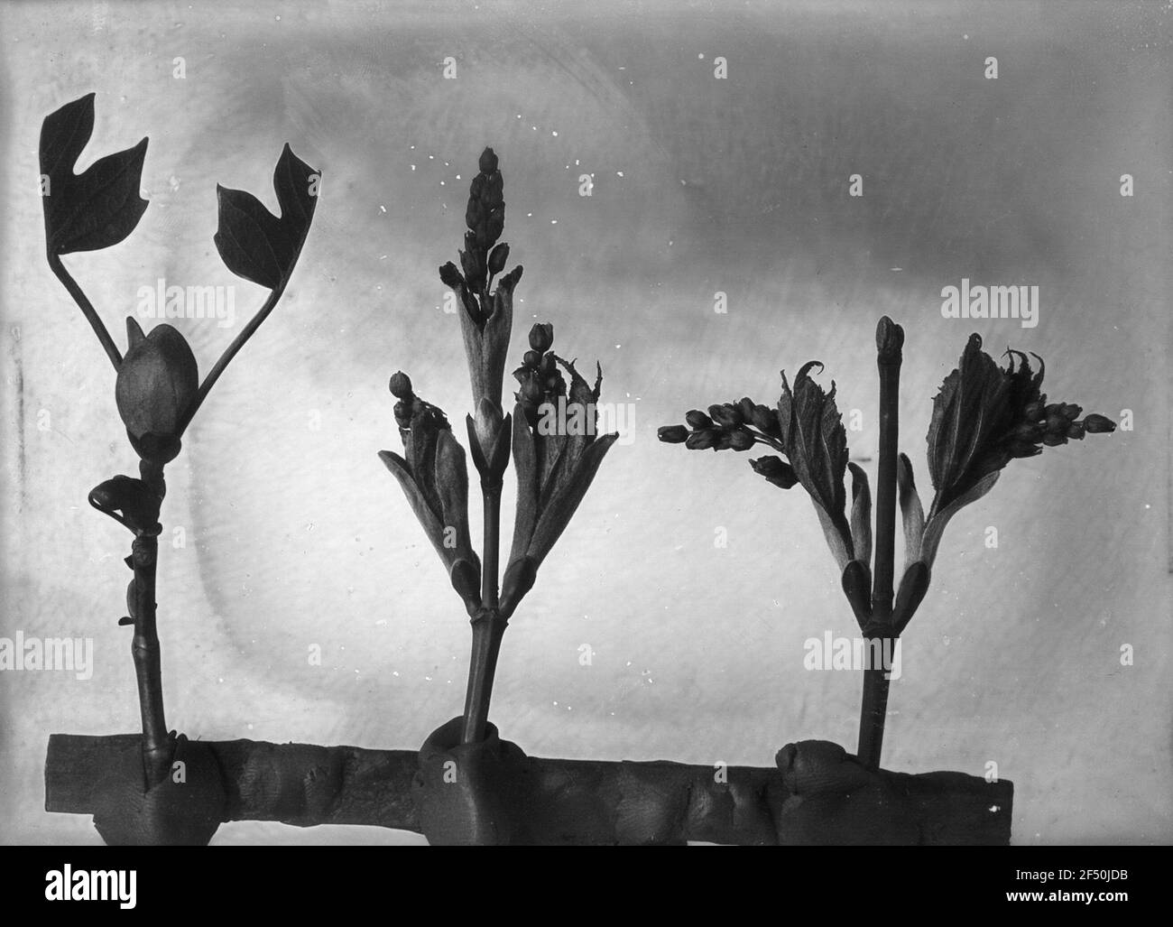 Tulipano (Liriodendron Tulipifera) e due piante non determinabili Foto Stock