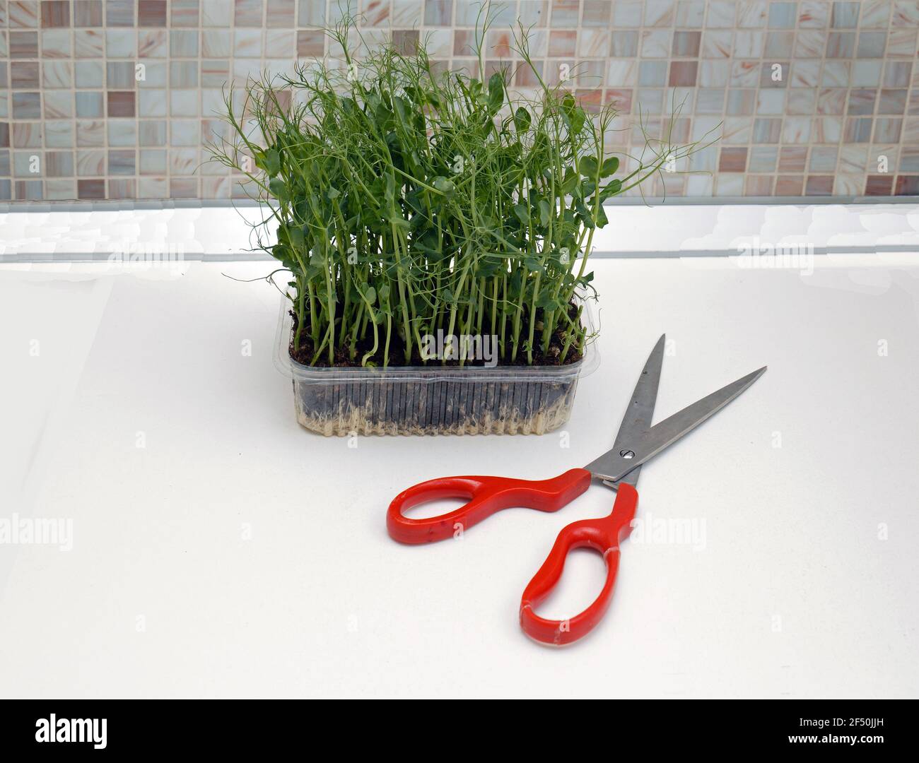 Pea spara microgrede pianta con grandi forbici su tavolo da cucina Foto Stock
