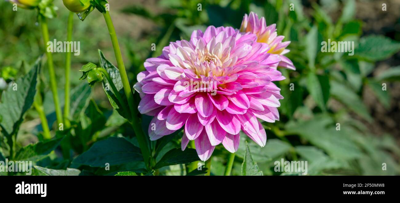 Dahlia sullo sfondo di aiuole. Focus su fiore. Profondità di campo poco profonda. Foto grandangolare. Foto Stock