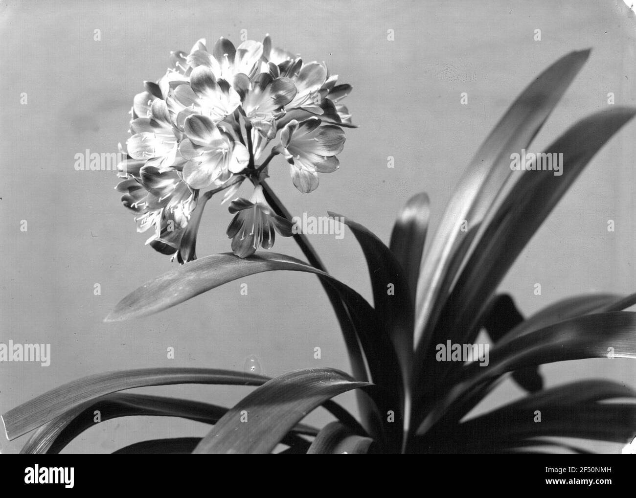 Clivie, foglia di cintura (Clivia Miniata). Fiore pianta domestica Foto Stock