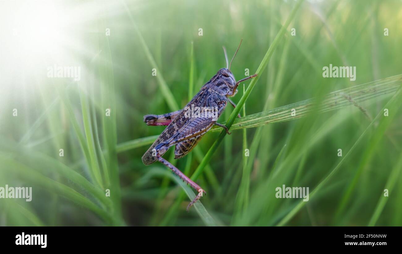 Grass Hopper strisciare su l'erba verde. Bush-cricket Macro Shot. Estate mattina Meadow Locust orientale alla ricerca di cibo nella foresta. Bush-cricket Foto Stock