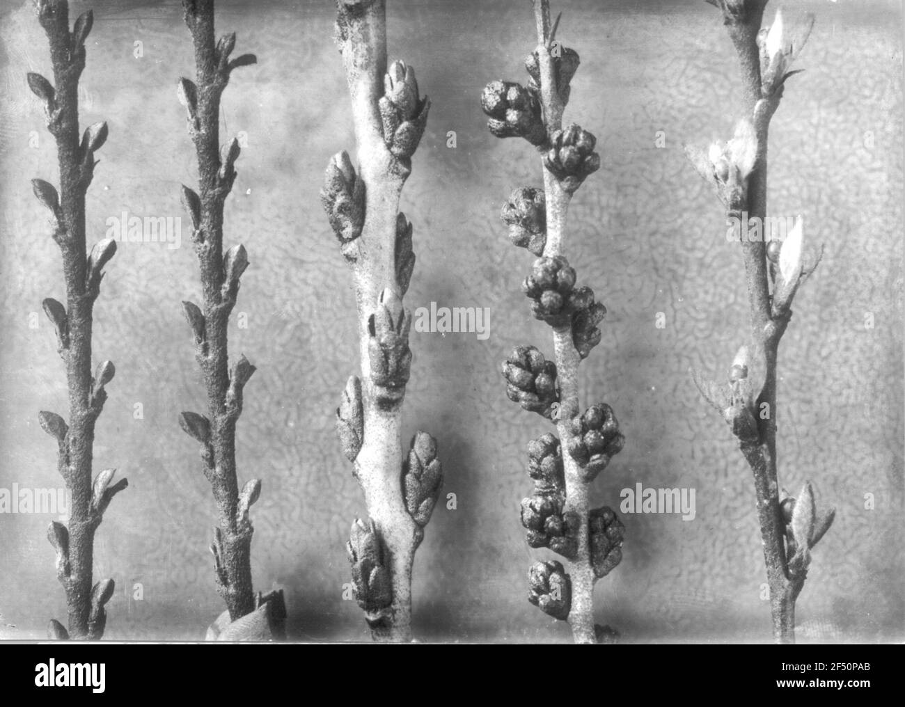 Studio delle piante con infiorescenza Foto Stock