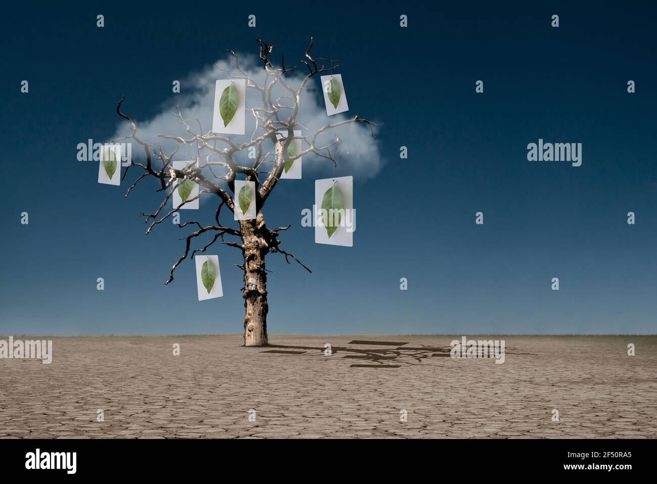 Immagini di foglie appese ad albero morto nel deserto Foto Stock