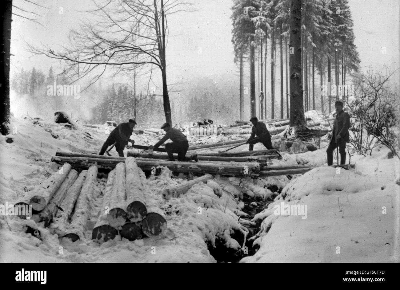 Duro lavoro nella foresta invernale Foto Stock