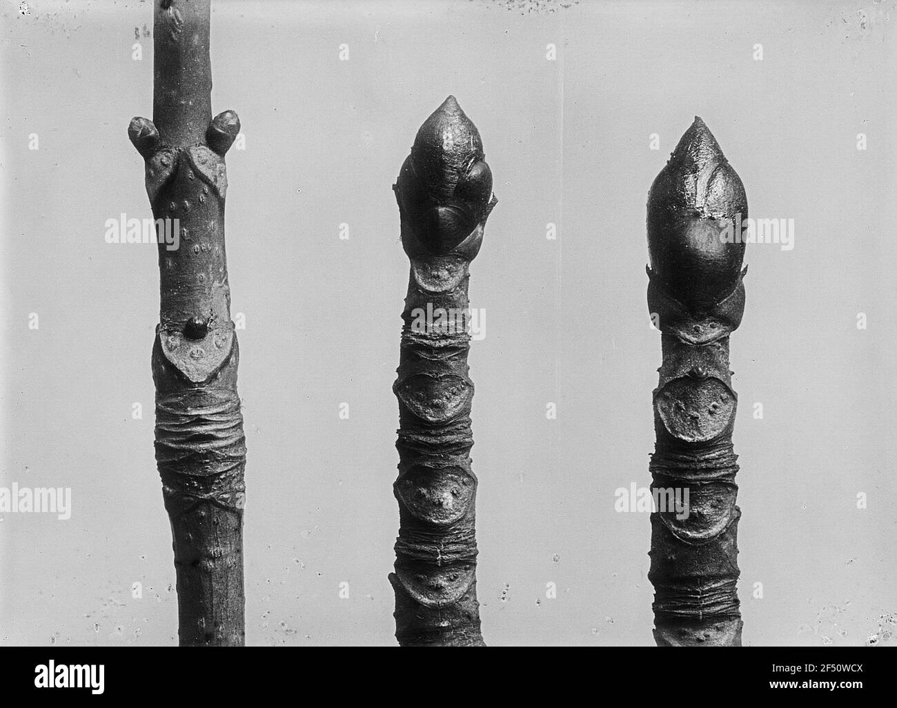 Rami di varie specie di acero (Acer), a sinistra: Rosskestanie (Aesculus) Foto Stock