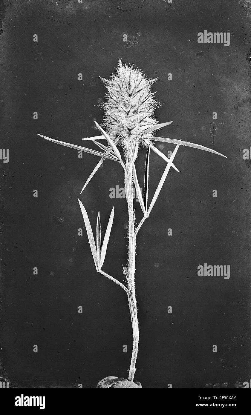 Infiorescenza di foglie strette Klees (Trifolium Angustifolium) Foto Stock