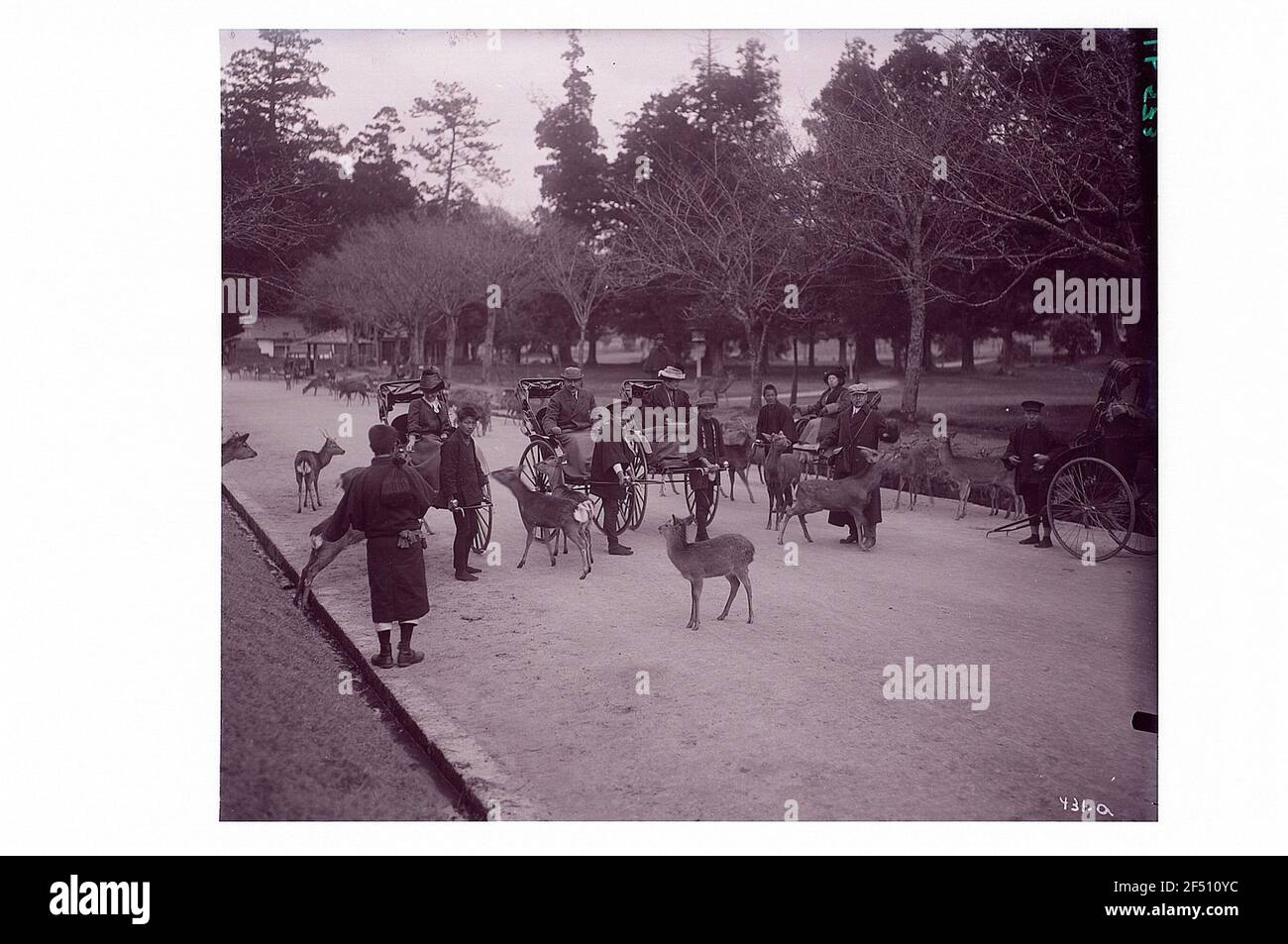 Nara, Giappone. Parco Nara. Turisti a Rikshas con corridori locali in mezzo a tameri, cervo santo Foto Stock