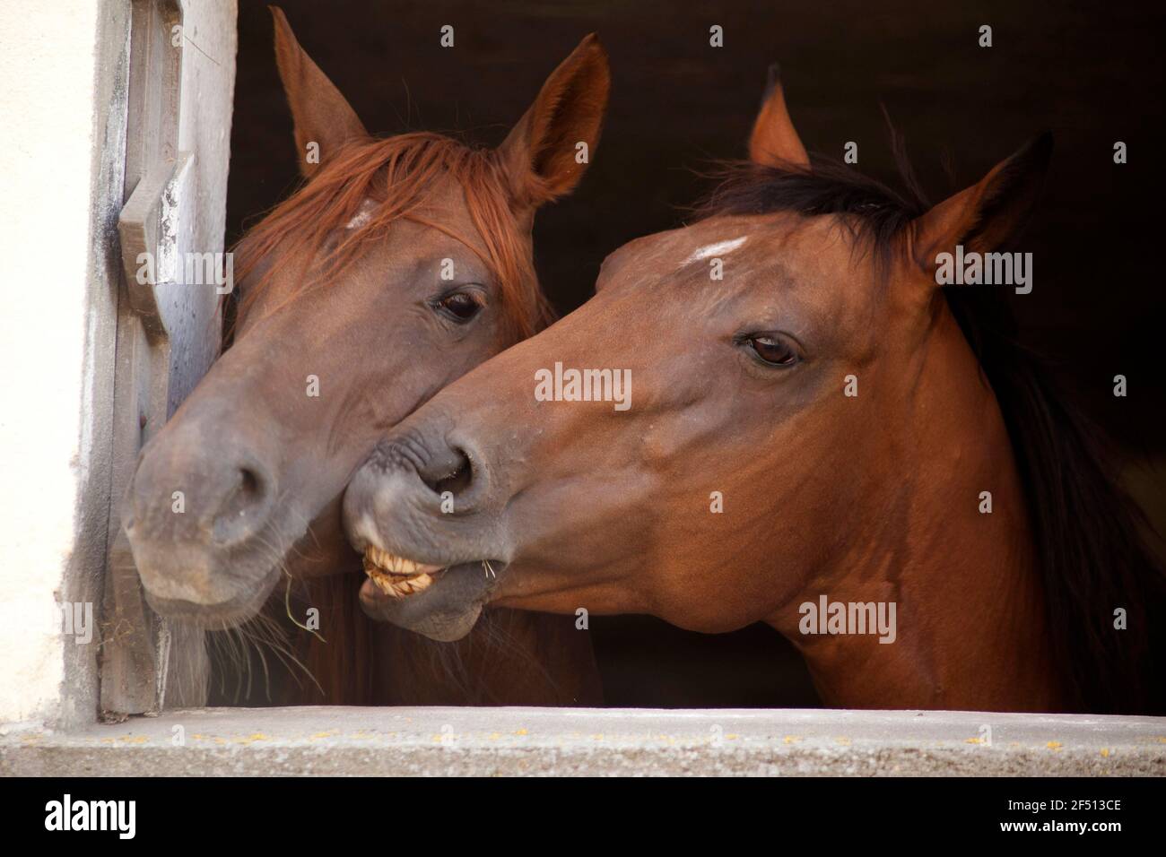 Cavalli divertenti guardano fuori dalla finestra, i cavalli si baciano Foto Stock