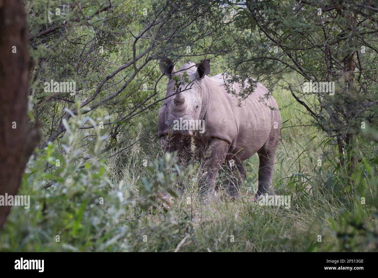 Safari nel parco nazionale di Pilanesberg, Rhino, Sud Africa Foto Stock