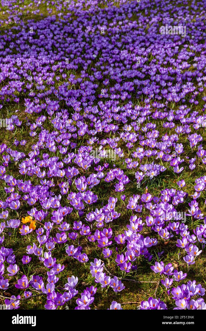 Primo piano di croci viola al sole Foto Stock