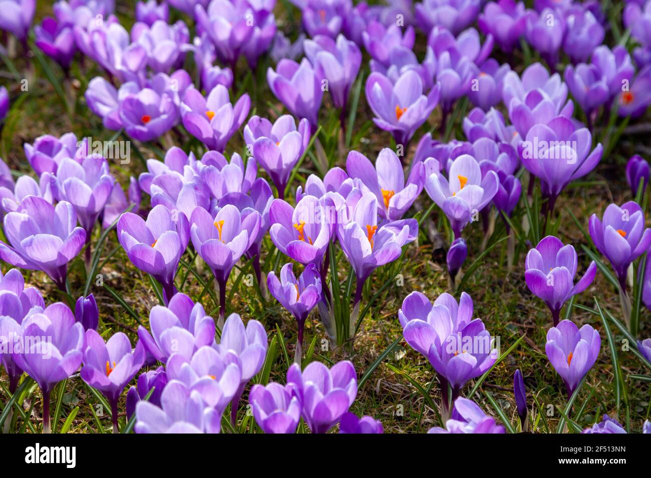 Primo piano di croci viola al sole Foto Stock