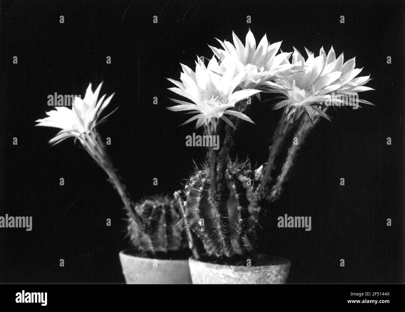 Cactus di ricci di mare (echinopsis Hybrida). Due piante in vaso, fioritura Foto Stock