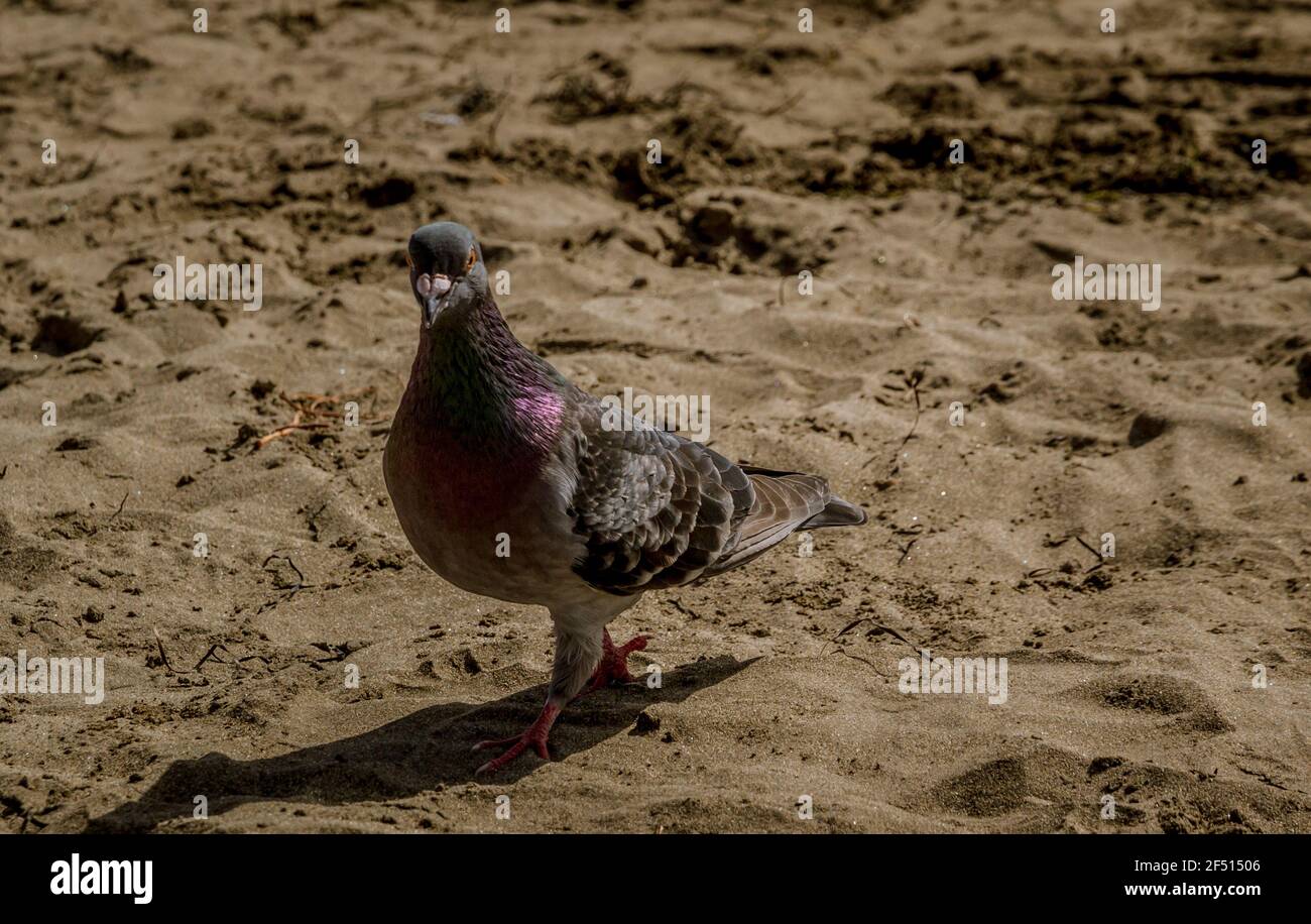 Particolare di un piccione grigio che cammina sulla sabbia di la spiaggia in una giornata di sole Foto Stock