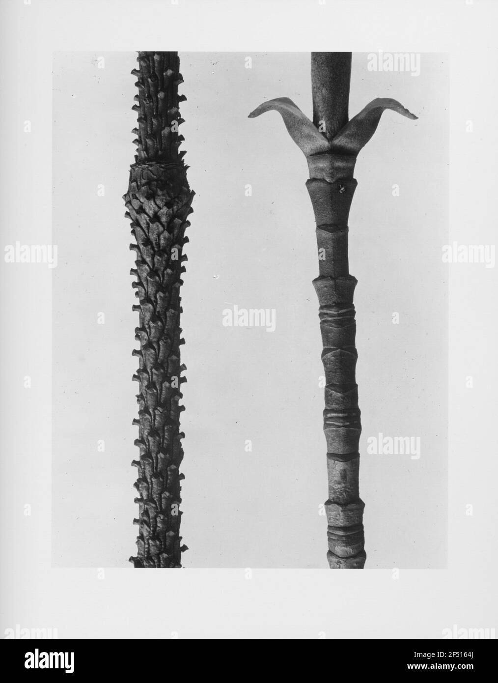 Abete (Picea) e probabilmente legno duro (spec. Cornus) Foto Stock