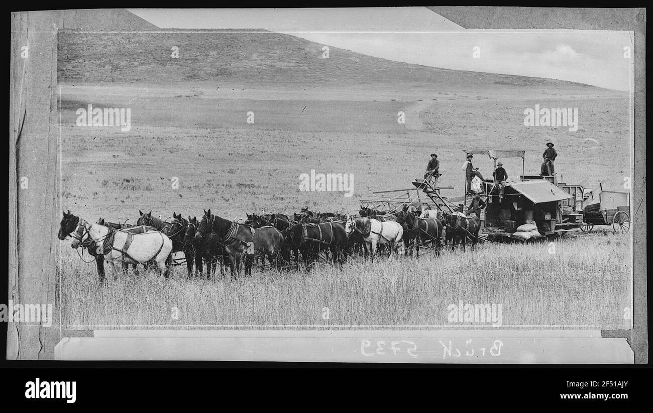 Santa Ana. Raccolto combinato al lavoro vicino Santa Ana, Cal. Foto Stock