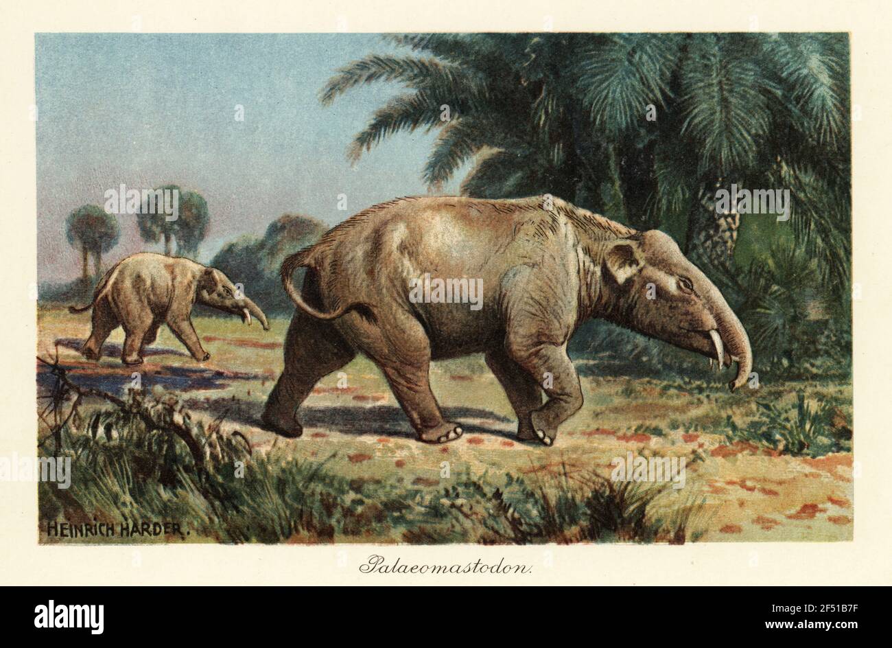 Paleomastodon, genere estinto di Proboscidea, Eocene tardo e Oligocene precoce, antenati di elefanti o mastodoni. Illustrazione stampata a colori dopo Heinrich Harder di Tiere der Urwelt di Wilhelm Bolsche (Animali del mondo Preistorico), società Reichardt Cocoa, Amburgo, 1908. Heinrich Harder (1858-1935) è stato un . Foto Stock