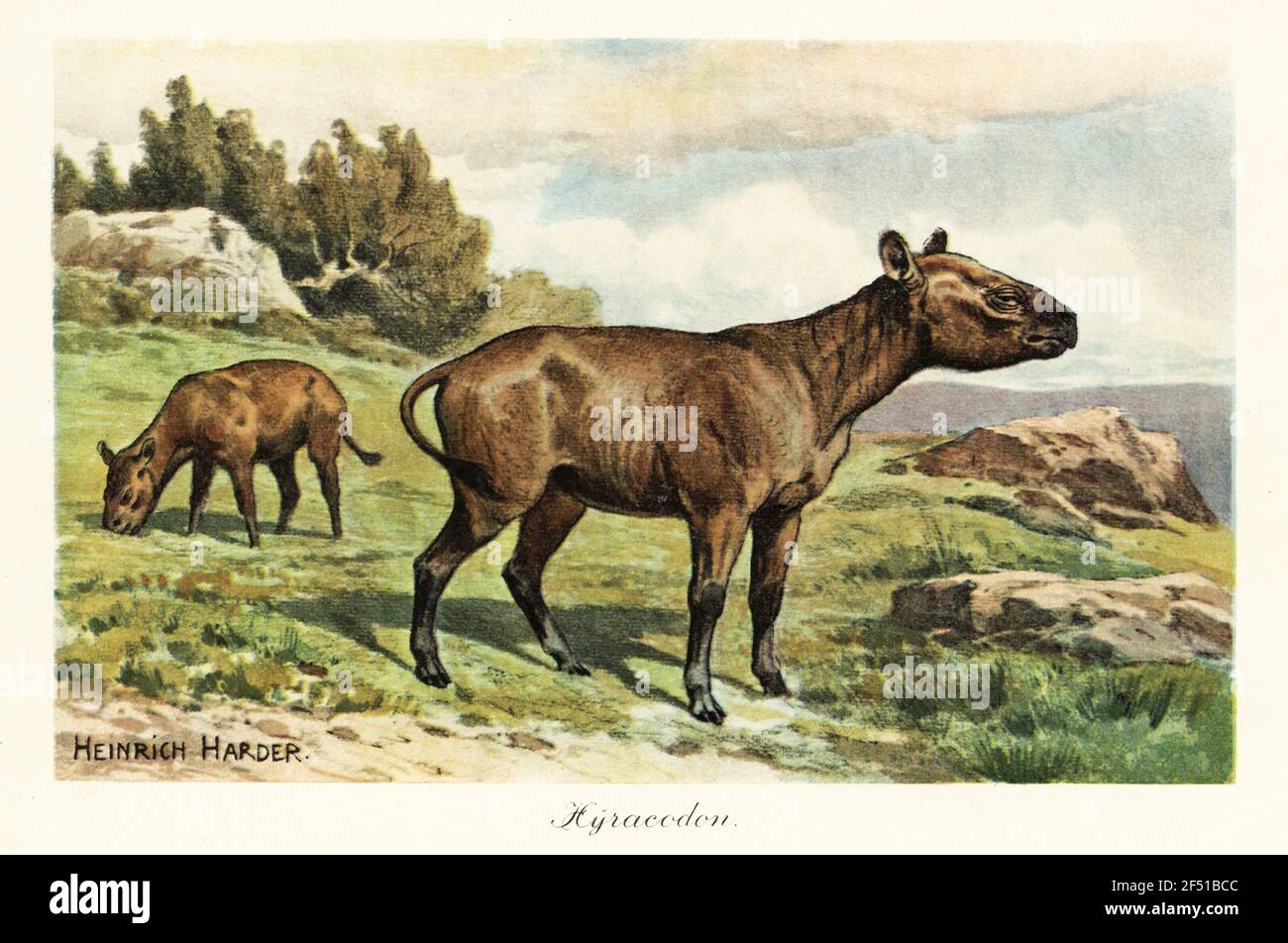 Hyracodon, genere estinto di mammifero tipo pony, Oligocene. Mischform. Illustrazione stampata a colori dopo Heinrich Harder di Tiere der Urwelt di Wilhelm Bolsche (Animali del mondo Preistorico), società Reichardt Cocoa, Amburgo, 1908. Heinrich Harder (1858-1935) è stato un . Foto Stock