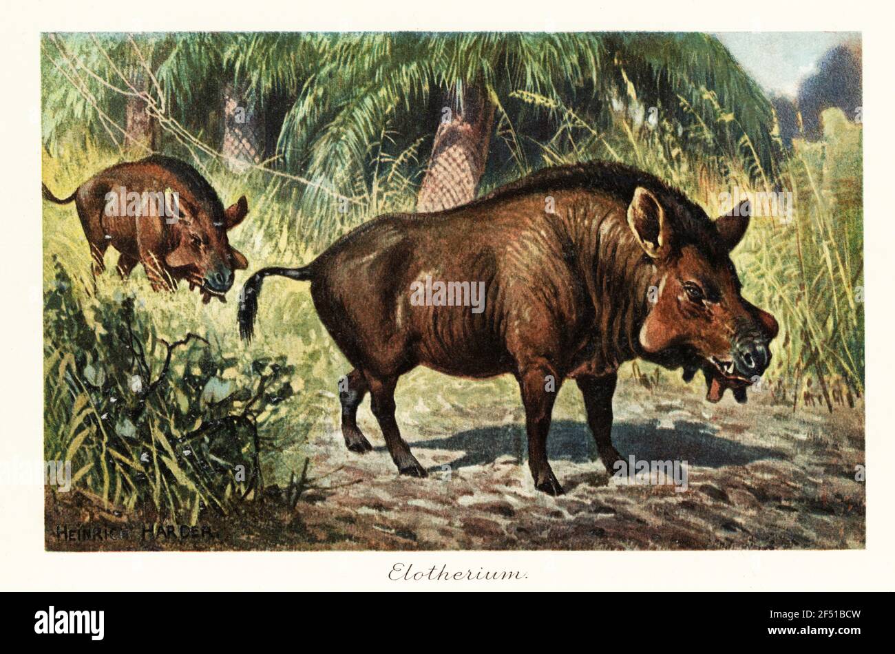 Entelodon, genere estinto di entelodont artiodattile, Houldjinian al primo Oligocene. Etherium. Illustrazione stampata a colori dopo Heinrich Harder di Tiere der Urwelt di Wilhelm Bolsche (Animali del mondo Preistorico), società Reichardt Cocoa, Amburgo, 1908. Heinrich Harder (1858-1935) è stato un . Foto Stock