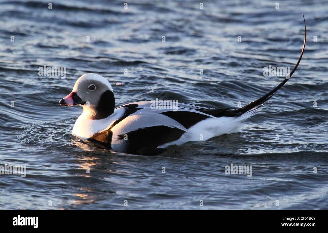 Anatre a coda lunga Foto Stock