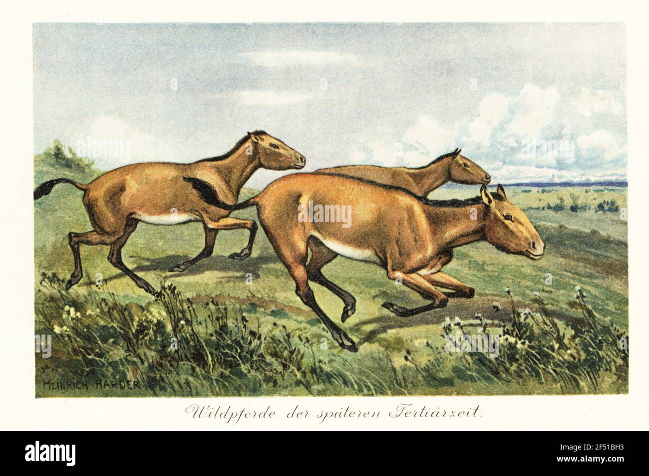 Cavalli selvaggi fossili degli antenati terziari estinti di Equus ferus. Wildpferde der spateren Tertiarzeit. Illustrazione stampata a colori dopo Heinrich Harder di Tiere der Urwelt di Wilhelm Bolsche (Animali del mondo Preistorico), società Reichardt Cocoa, Amburgo, 1908. Heinrich Harder (1858-1935) è stato un . Foto Stock