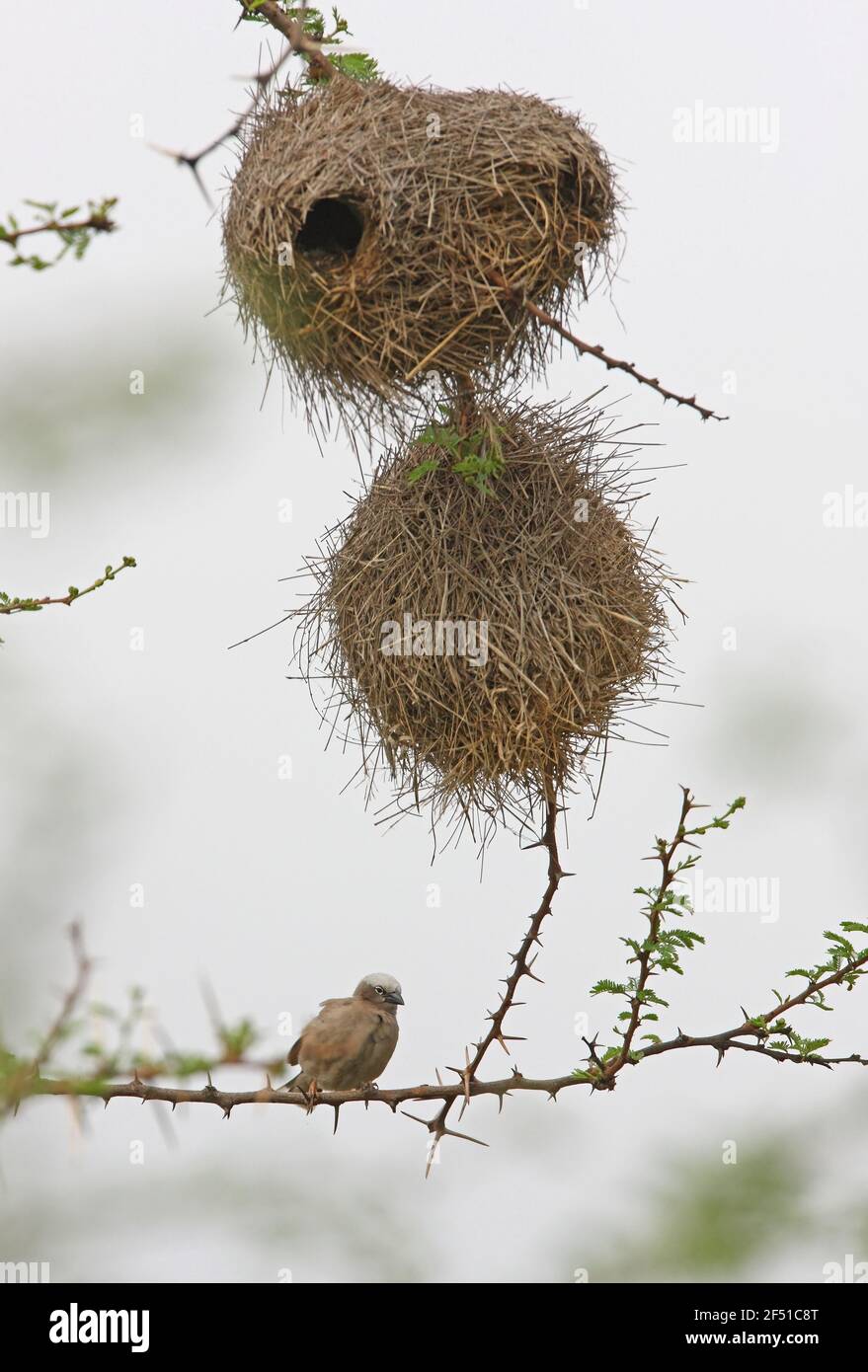 Tessitore sociale con cappuccio grigio (Pseudonigrita arnaudi arnaudi) Adulto appollaiato sul ramo nella colonia di riproduzione Kenya Novembre Foto Stock