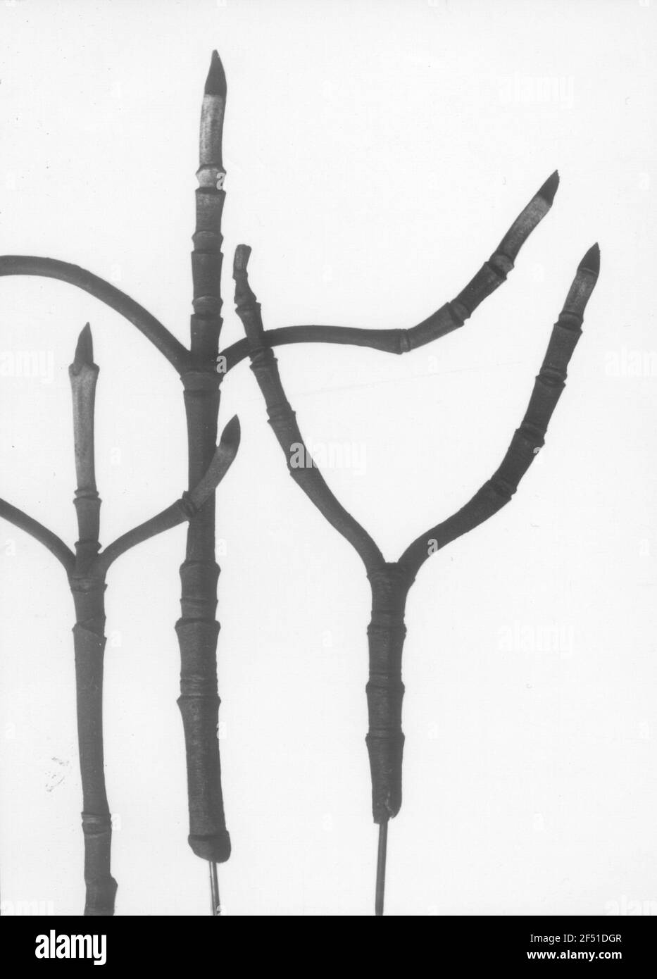 Yellow barel, Herlitz Kornelkirsche (Cornus Mas), rami con gemme Foto Stock