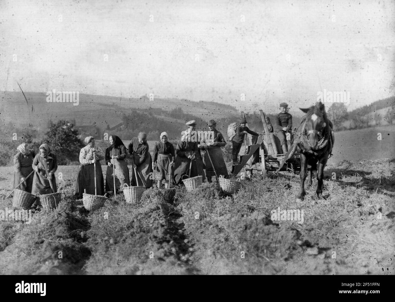Patate quadrate sul campo di Sander Foto Stock