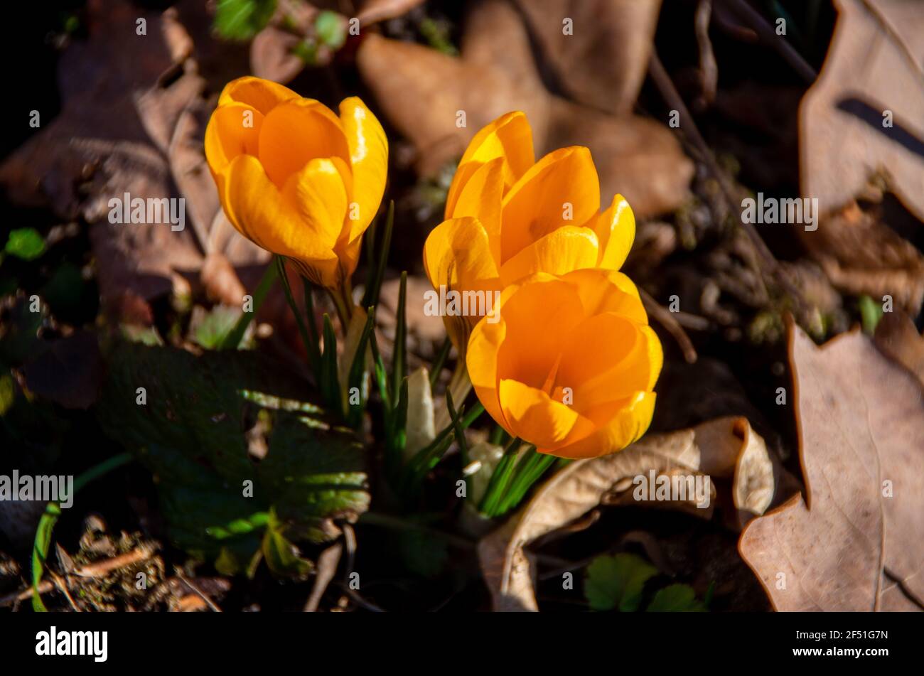 Croci gialle all'inizio della primavera. Foto di alta qualità Foto Stock